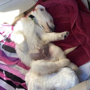 Meet your Posher, Cary